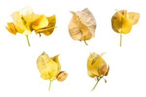 Set of five yellow flowers isolated on a transparent background, Paper flower floral design element png, Mediterranean Bougainvillea flower png