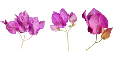 White Mediterranean Bougainvillea flowers collection isolated over a transparent background, vibrant floral design element png, png