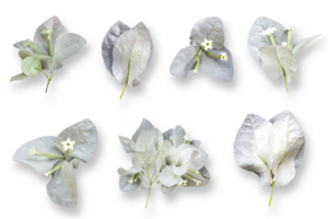 White Mediterranean Bougainvillea flowers collection isolated over a transparent background, vibrant floral design element png, png