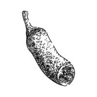 vegetable chili pepper sketch hand drawn vector