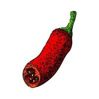 vegetable chili pepper sketch hand drawn vector