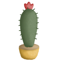 cactus plant succulent png