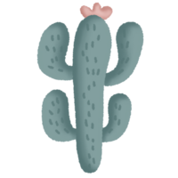 cactus pianta succulento png