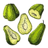 chayote sano conjunto bosquejo mano dibujado vector