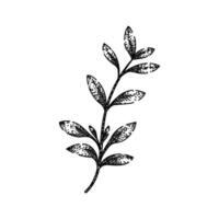 fresh thyme leaf sketch hand drawn vector