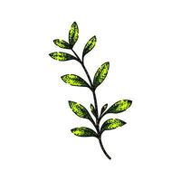 fresh thyme leaf sketch hand drawn vector