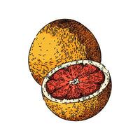 pink grapefruit red sketch hand drawn vector