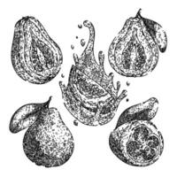 guava fruit set sketch hand drawn vector