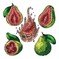 guava fruit set sketch hand drawn vector