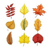 autumn leaf set cartoon vector illustration