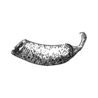 paprika chili pepper sketch hand drawn vector