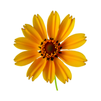 Sol gerbera livre png generativo