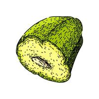 Fresco chayote sano bosquejo mano dibujado vector