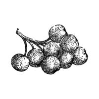 baya chokeberry aronia bosquejo mano dibujado vector