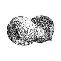 organic longan fruit sketch hand drawn vector