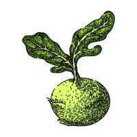 cabbage kohlrabi green sketch hand drawn vector