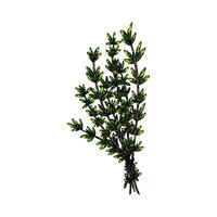 plant thyme leaf sketch hand drawn vector