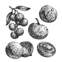 longan fruit set sketch hand drawn vector