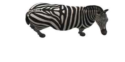 zebra geïsoleerd Aan een transparant achtergrond png