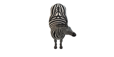 zebra geïsoleerd Aan een transparant achtergrond png