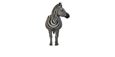 zebra geïsoleerd Aan een transparant achtergrond png