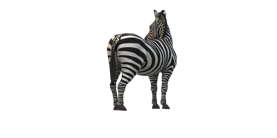 zebra geïsoleerd Aan een transparant achtergrond png