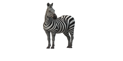 zebra geïsoleerd Aan een transparant achtergrond png