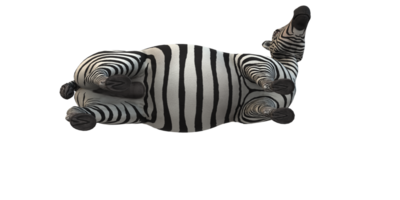 Zebra isolated on a Transparent Background png