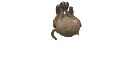Monkey isolated on a Transparent Background png