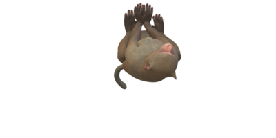 singe isolé sur une transparent Contexte png