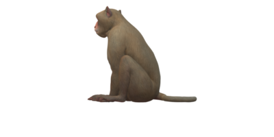 macaco isolado em uma transparente fundo png