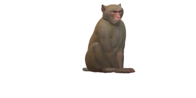 singe isolé sur une transparent Contexte png