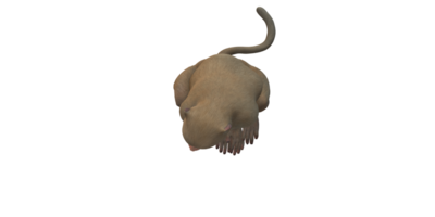 singe isolé sur une transparent Contexte png