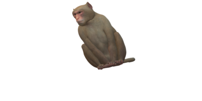 singe isolé sur une transparent Contexte png