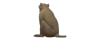 Affe isoliert auf ein transparent Hintergrund png