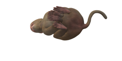 Affe isoliert auf ein transparent Hintergrund png