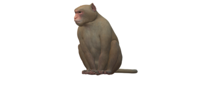 macaco isolado em uma transparente fundo png