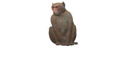 Monkey isolated on a Transparent Background png