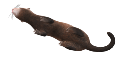 furet isolé sur une transparent Contexte png