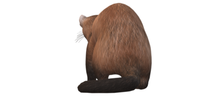 furet isolé sur une transparent Contexte png