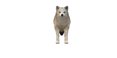 wolf geïsoleerd Aan een transparant achtergrond png