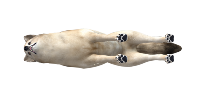 wolf geïsoleerd Aan een transparant achtergrond png