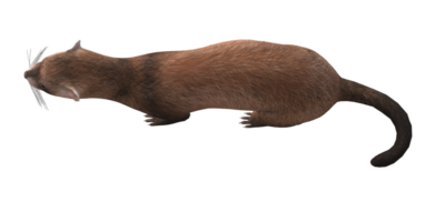 furet isolé sur une transparent Contexte png