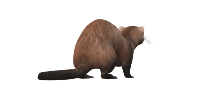 furet isolé sur une transparent Contexte png