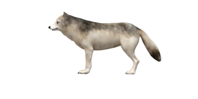 lupo isolato su un' trasparente sfondo png