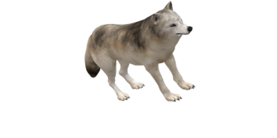 Wolf isolated on a Transparent Background png