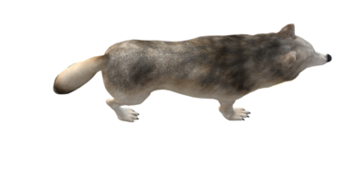 Wolf isolated on a Transparent Background png