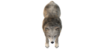 lupo isolato su un' trasparente sfondo png