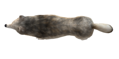 Loup isolé sur une transparent Contexte png