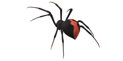 Spider isolated on a transparent Background png